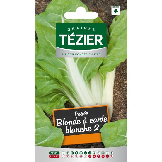 Poirée blonde à carde blanche 2