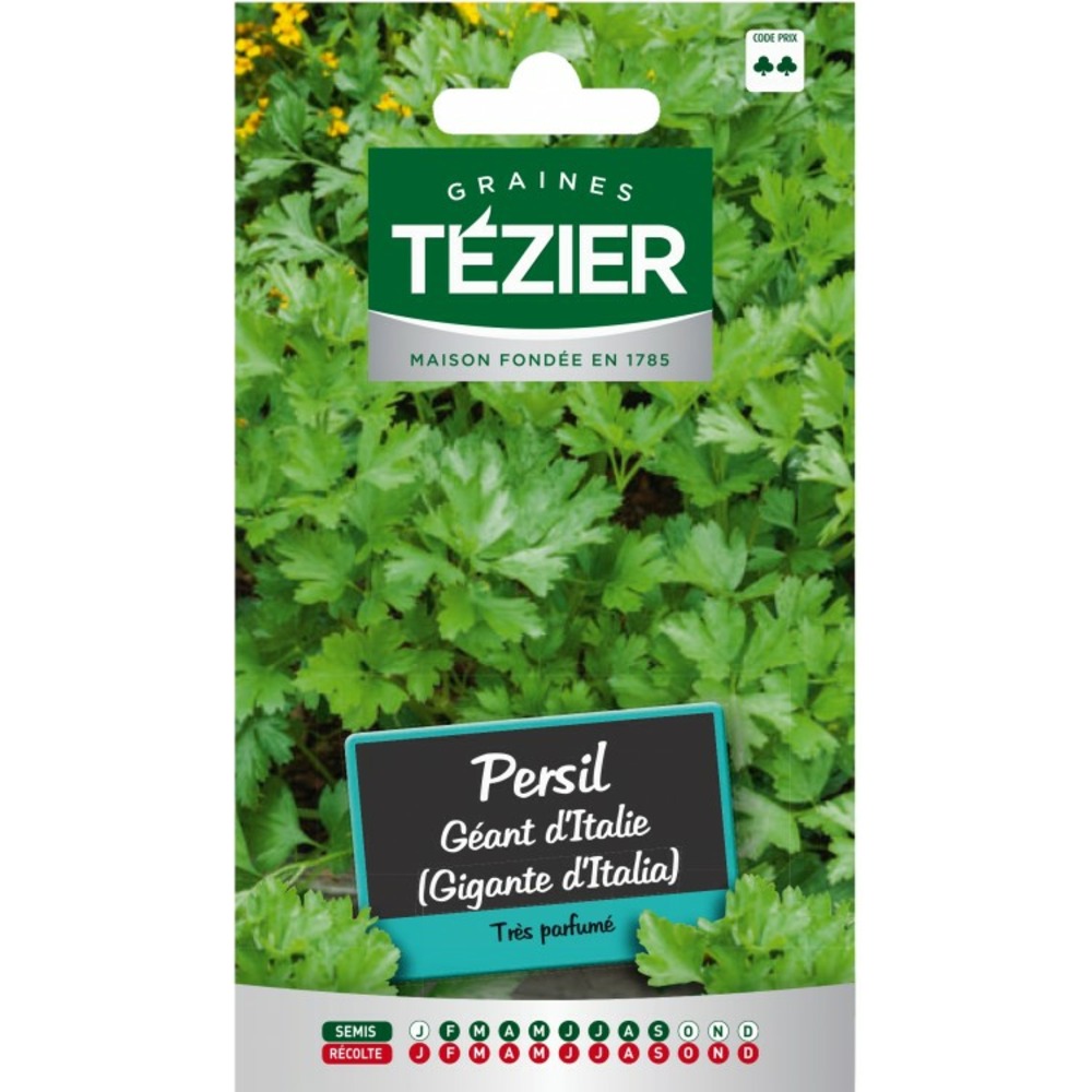 Persil géant d'italie (gigante d'italia)