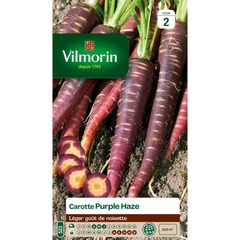 Vilmorin - carotte violette , purple haze
