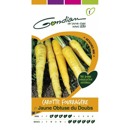 Carotte fourragère jaune obtuse du doubs