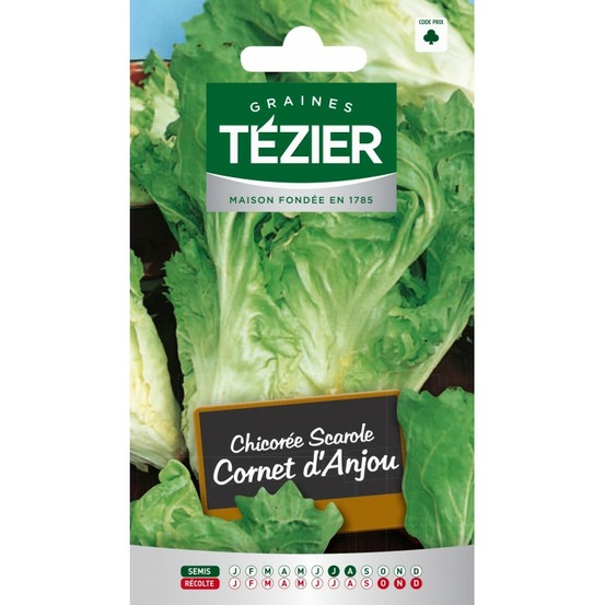 Chicorée scarole cornet d'anjou