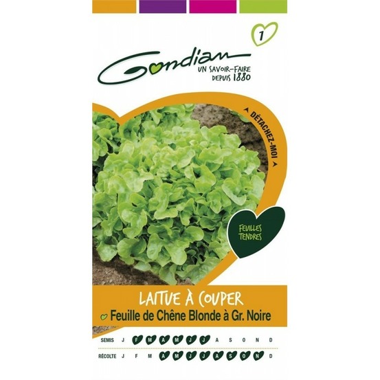 Laitue à couper feuille de chêne blonde à graine noire