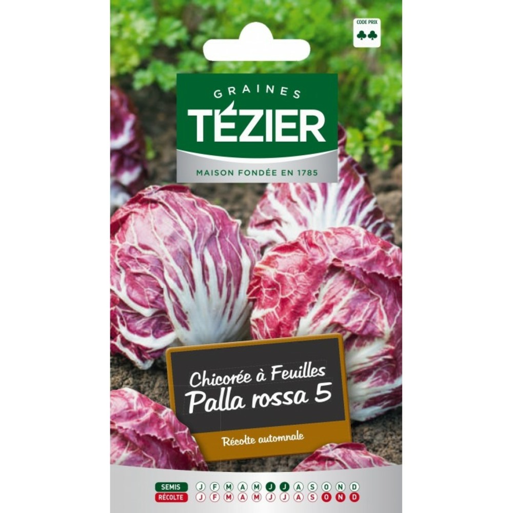Chicorée à feuille palla rossa 5