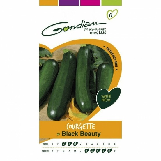 Courgette black beauty