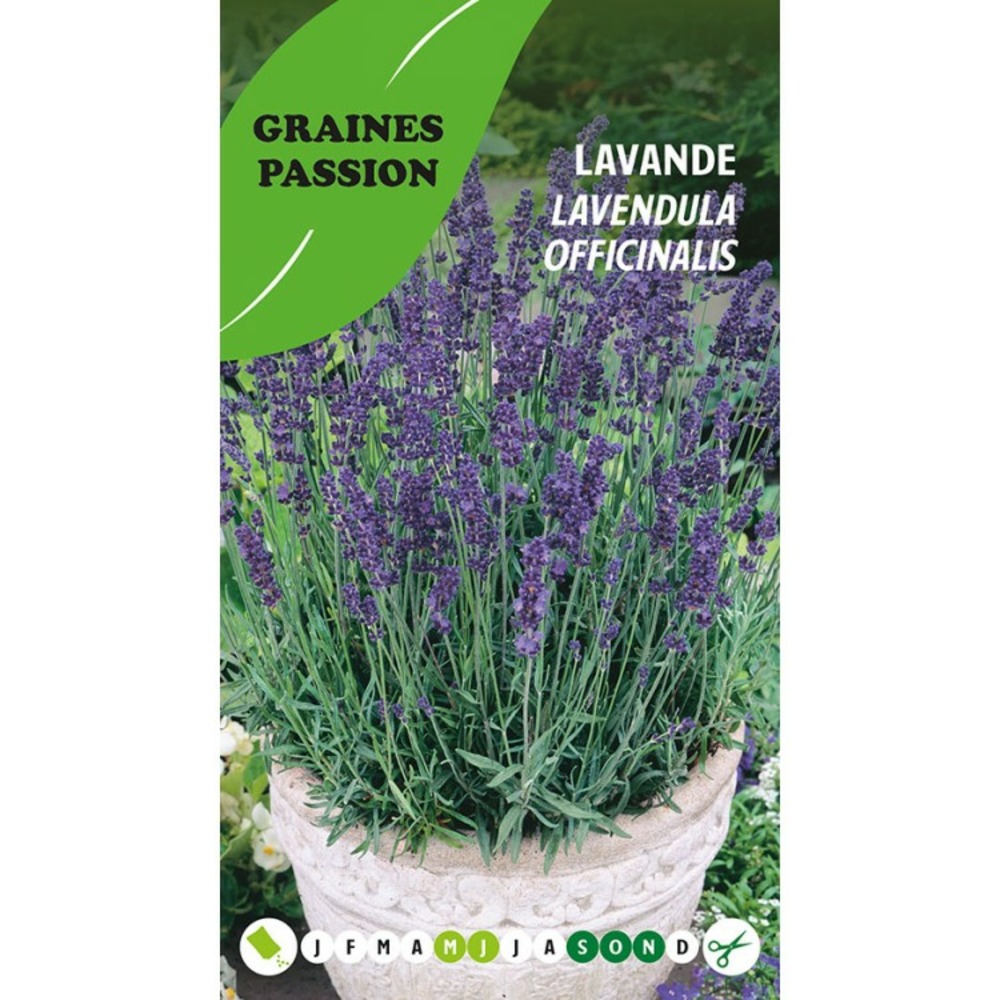 Graines passion , sachet de graines lavande officinale Truffaut