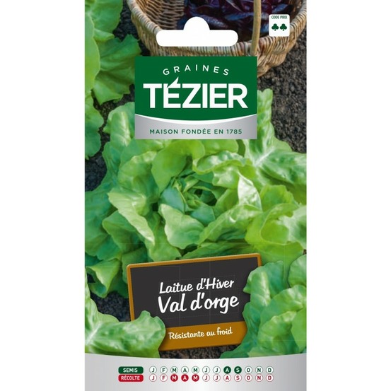 Laitue d'hiver val d'orge (g,b,)