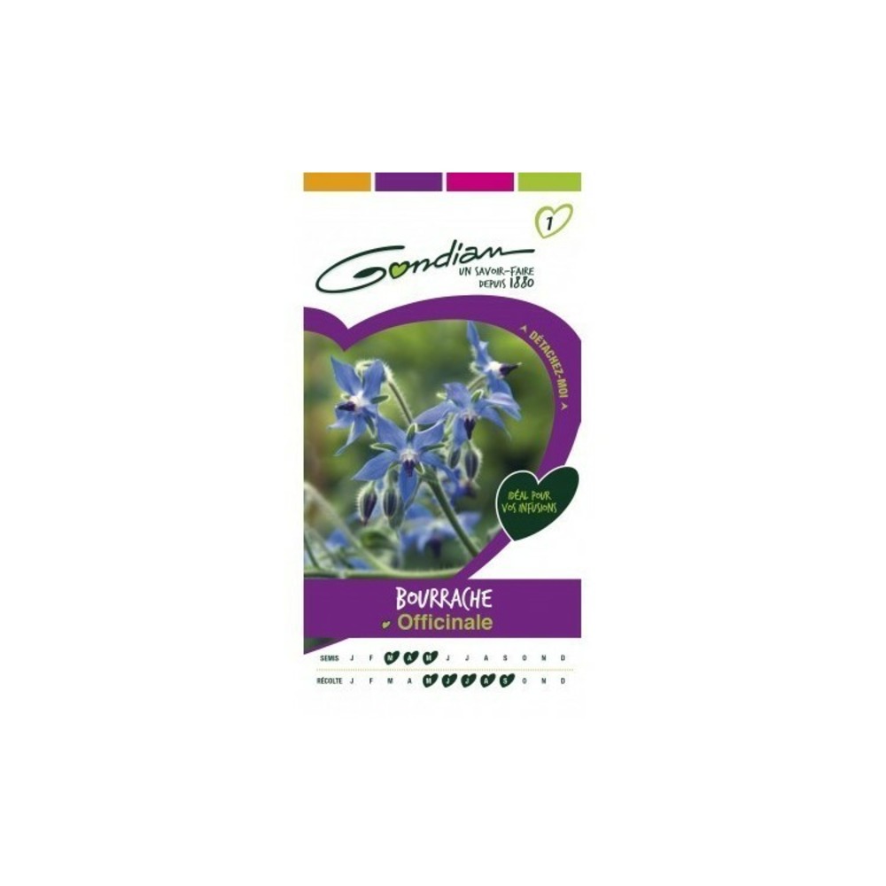 Bourrache officinale bleu