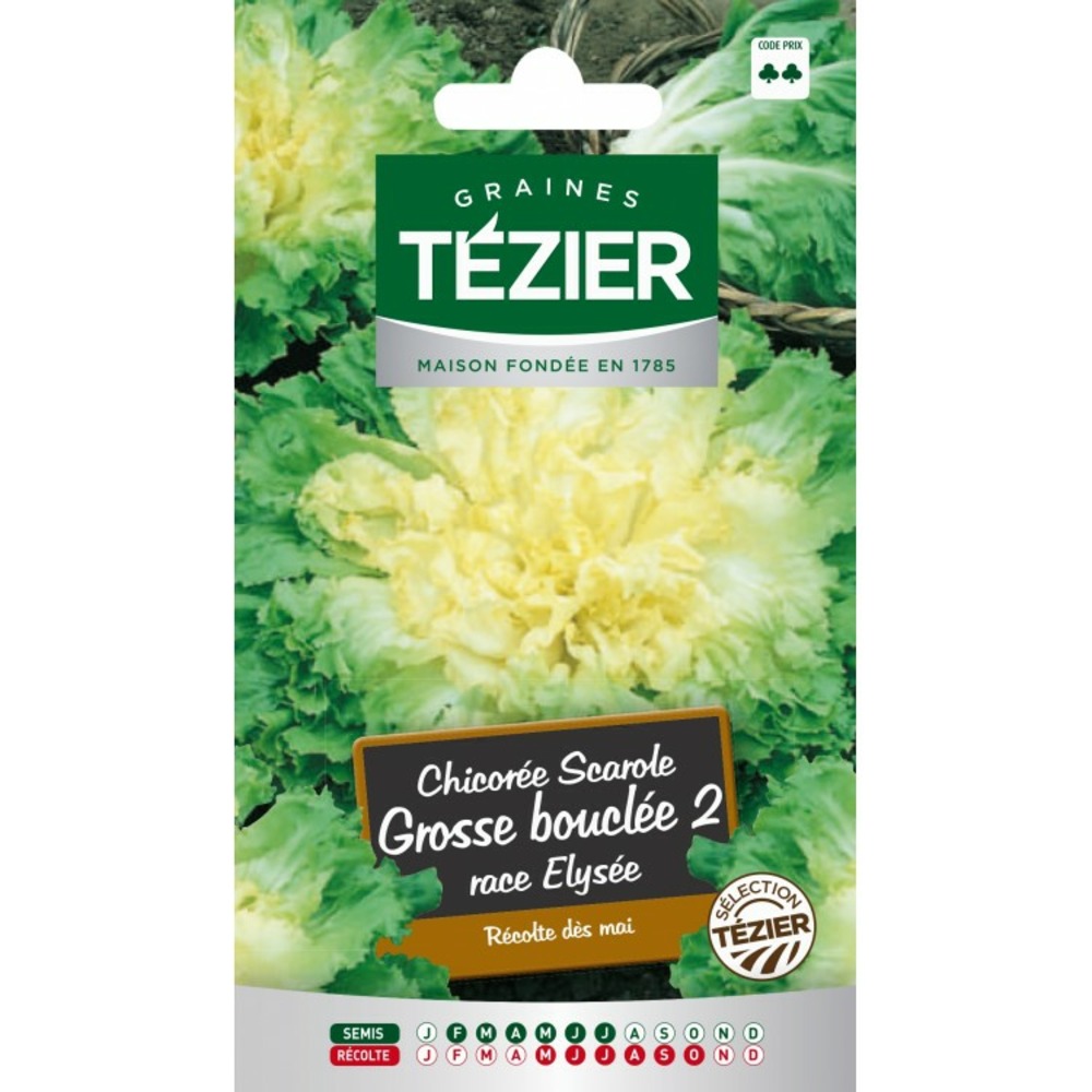 Chicorée scarole grosse bouclée 2 race elysée