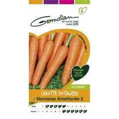 Gondian - carotte potagère nantaise améliorée 2