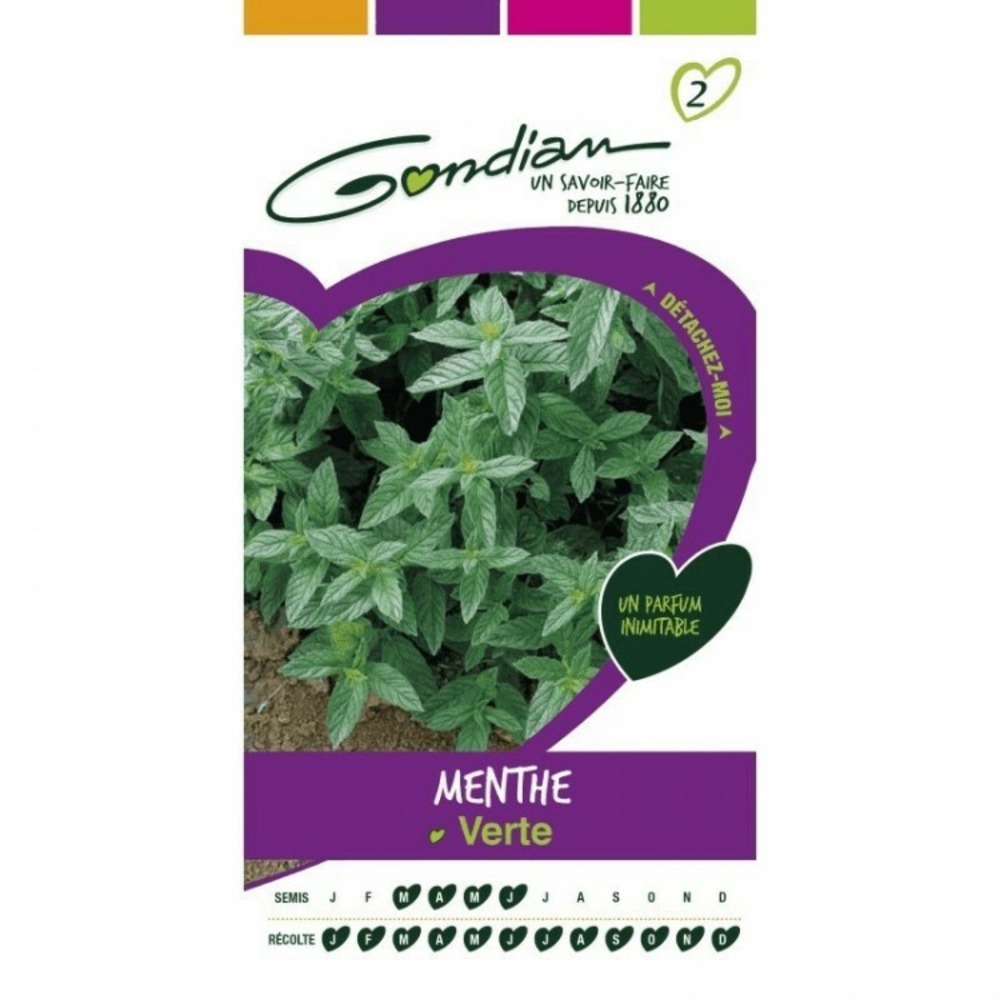 Menthe verte