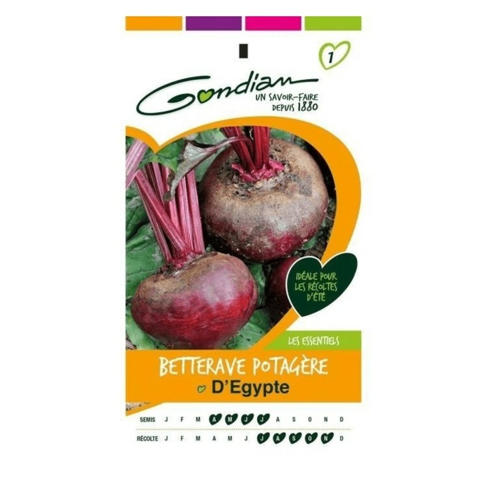 Betterave potagère d'egypte