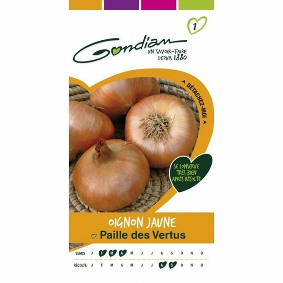 Oignon jaune paille des vertus