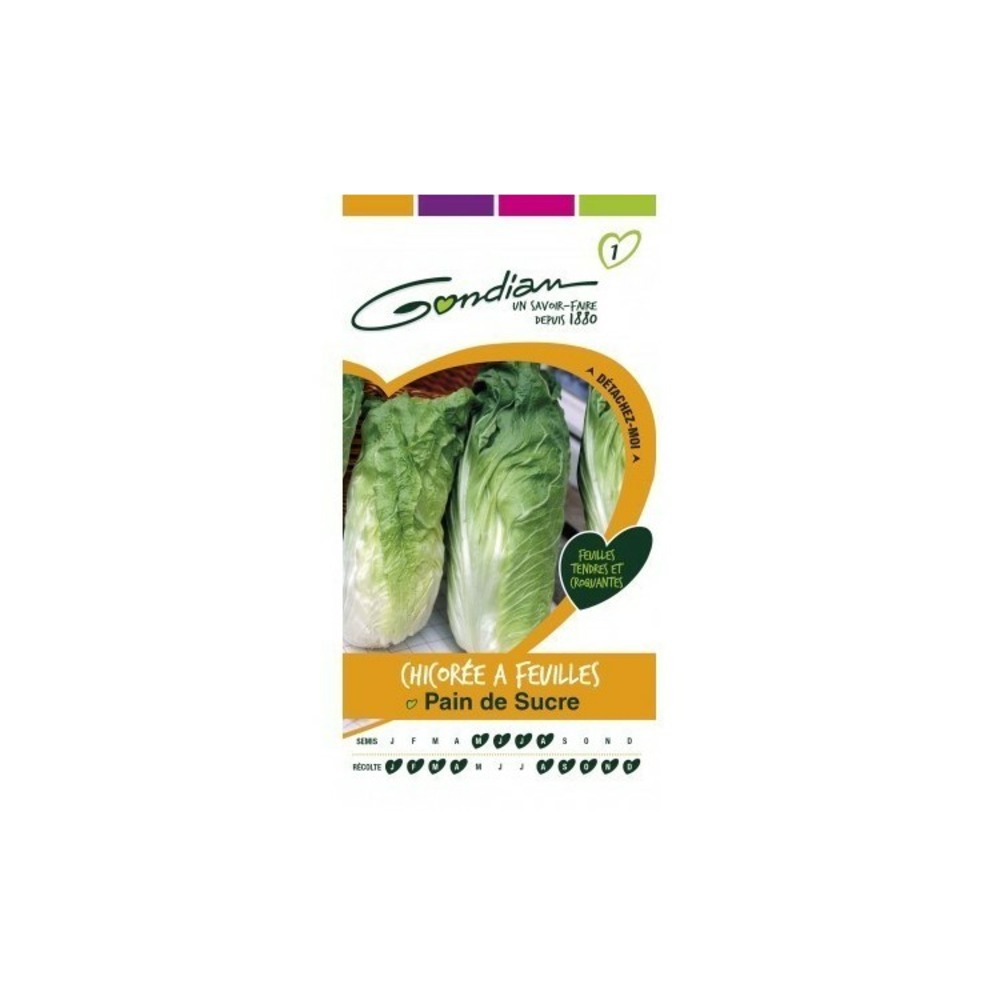 Chicorée à feuilles pain de sucre