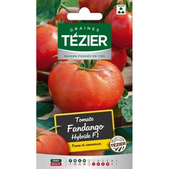 Tezier - tomate fandango hf1