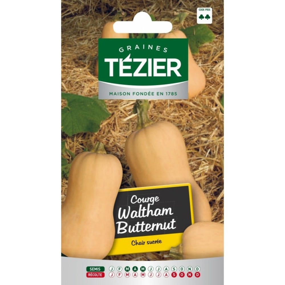 Courge waltham butternut