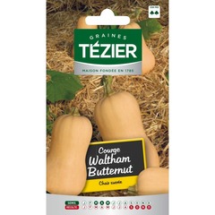 Tezier - courge waltham butternut