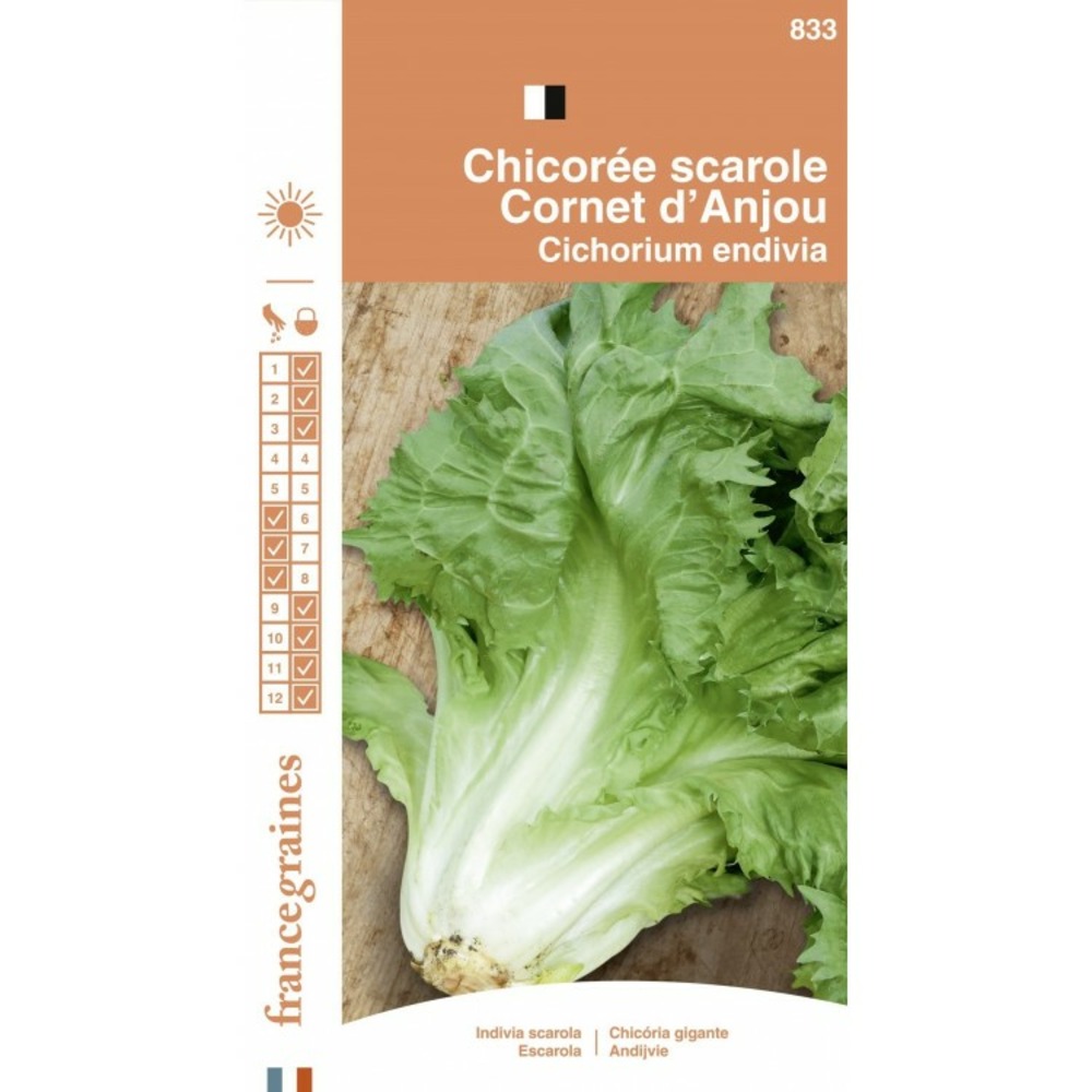 France graines - chicorée scarole cornet anjou