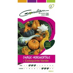 Gondian - courge coloquinte
