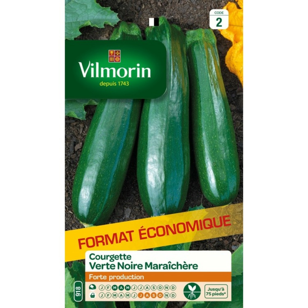 Courgette verte noire maraichère format éco