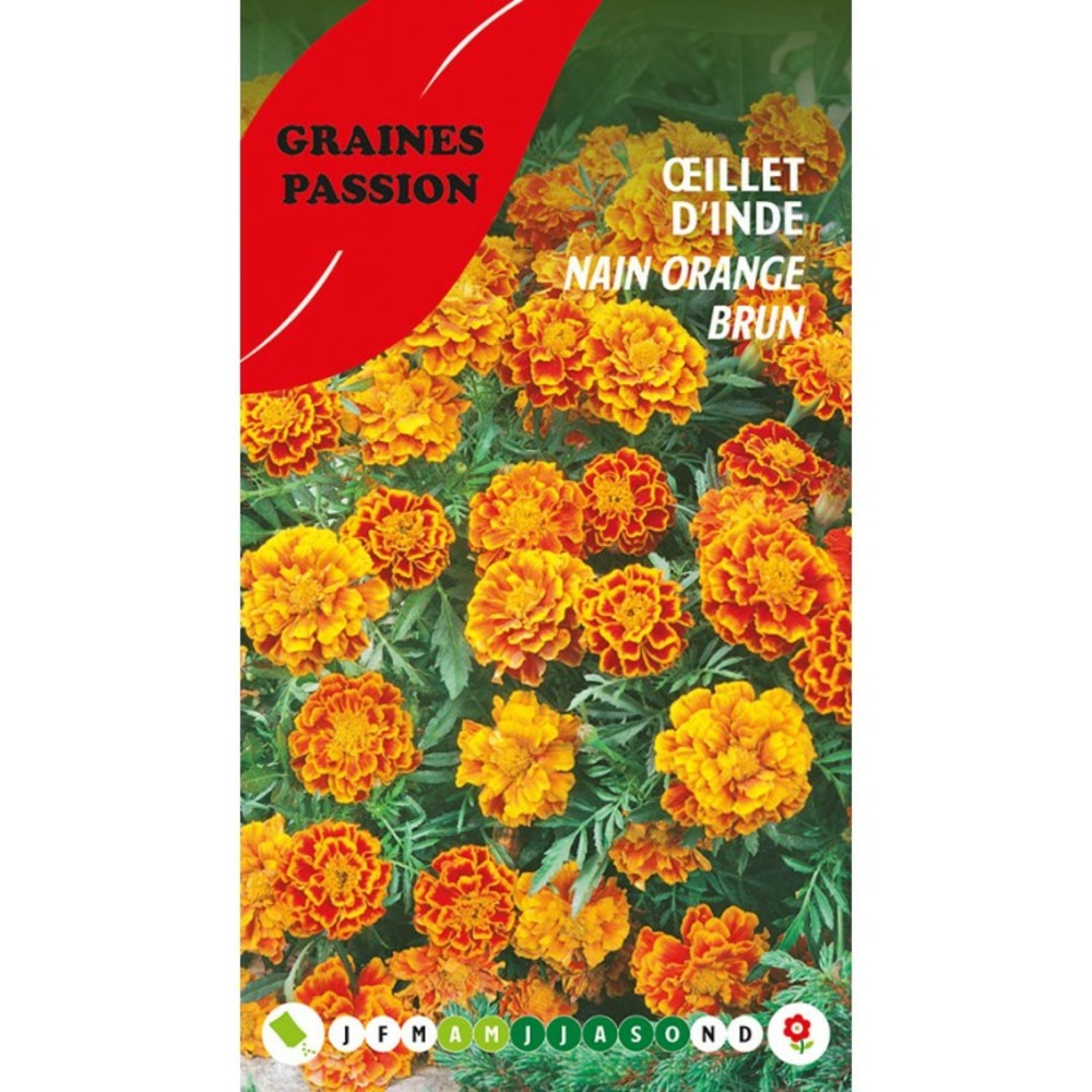 Graines pasision , sachet de graines œillet d'inde nain orange brun