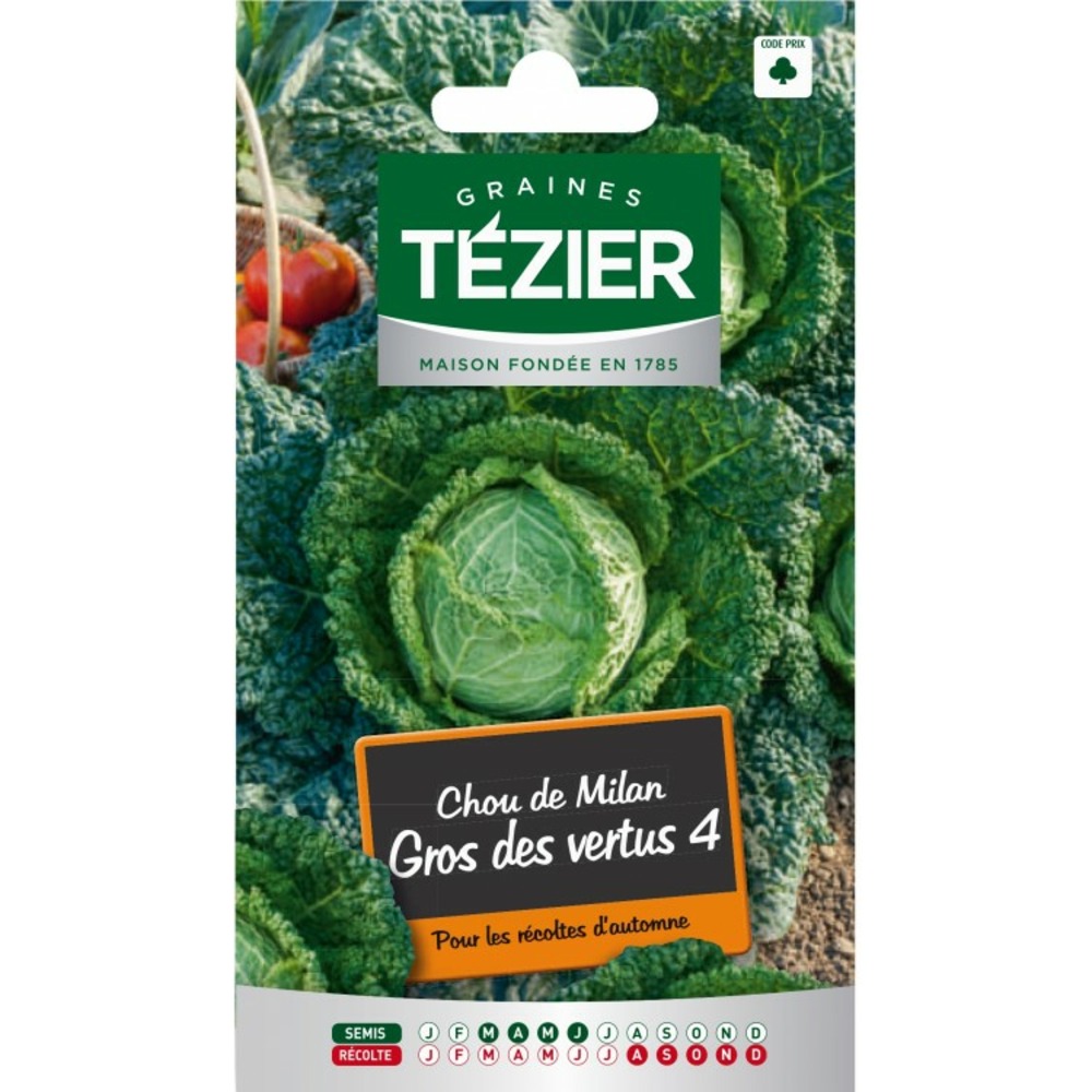 Chou de milan gros des vertus 4