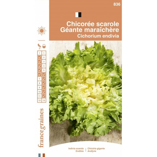 France graines - chicorée scarole maraichère