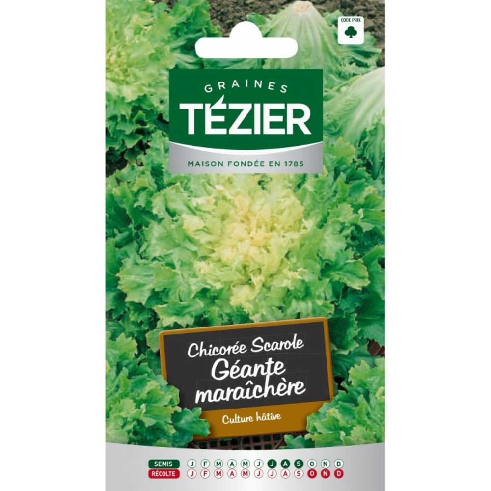 Chicorée scarole géante maraîchère