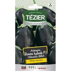 Tezier - aubergine bonica hf1 obtention inra