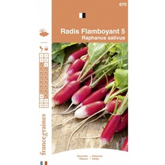 France graines - radis flamboyant