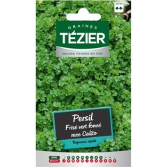 Tezier - persil frisé vert foncé race calito