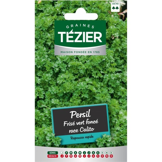 Persil frisé vert foncé race calito