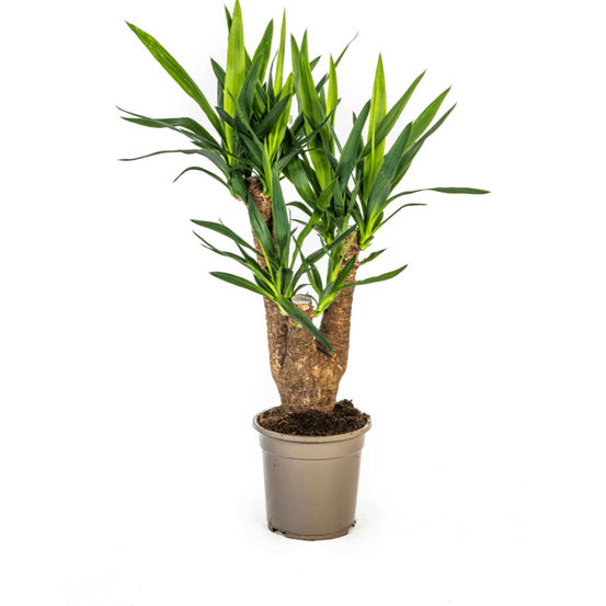 Yucca elephantipes ramifiée ø21cm - ↕60 - 70cm - plantes d'intérieur