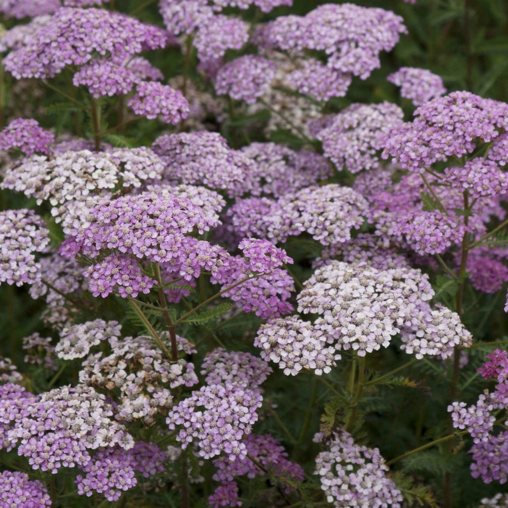 Achillée millefeuille 'excel' godet de 8/9 cm