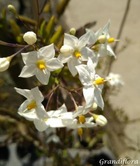 Solanum jasminoides Blanc