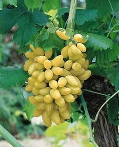 Vigne 'Centennial Seedless' - Vitis vinifera
