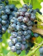 Vigne 'Alvina' - Vitis vinifera