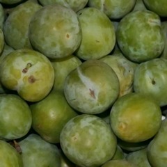 Prunier 'Reine Claude d'Oullins' - Prunus domestica