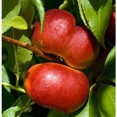 Brugnonier 'Oriola' - Prunus persica