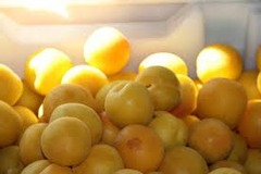 Prunier nain 'Goldust'® courod - Prunus domestica