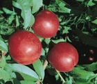 Brugnonier 'Nectared' - Prunus persica