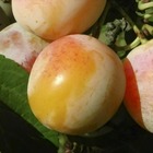Prunier 'Mirabelle de Nancy' - Prunus domestica