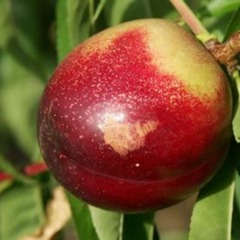 Brugnonier 'Flaming gold' - Prunus persica
