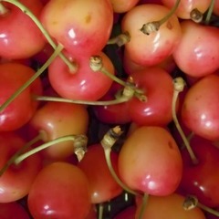 Cerisier 'Bigarreau Napoleon' - Prunus cerasus