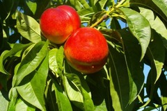 Brugnonier 'Fuzalode' - Prunus persica