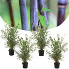 Fargesia nitida 'gansu' - set de 4 - bambou plante exterieur rustique non traçant - pot 17cm - hauteur 50-70cm