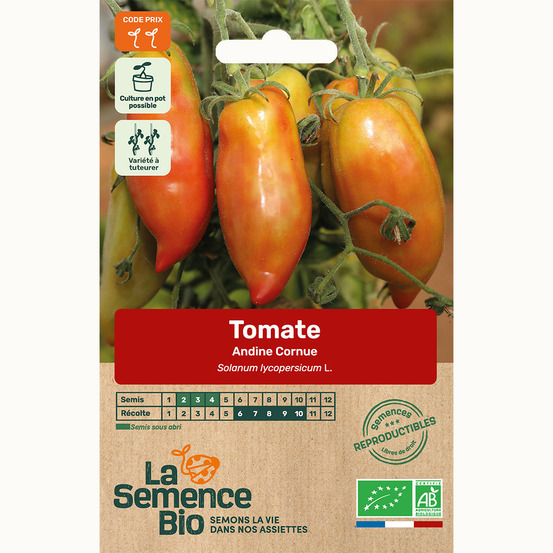Tomate andine cornue - graines bio