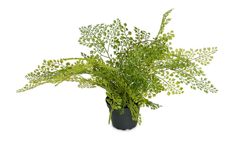 Adiantum plante verte artificielle en pot d 45 cm très originale