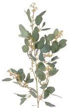 Eucalyptus artificiel en branche h 65 cm vert
