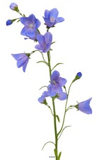 Campanule faux en tige fleur des champs h65cm idéale bouquet bleu ciel - couleur