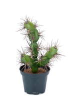 Cactus cierge artificiel cactée succulente en pot h 20 cm d 15 cm